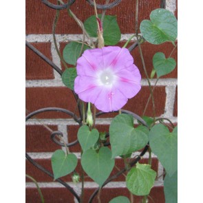 Pink Morning Glory Seeds (Certified Organic)