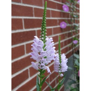 Obedient  Plant