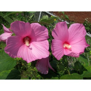 Single Pink Hibiscus