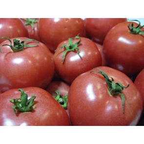 Tomato 'Porter's Pride' Seeds (Certified Organic)