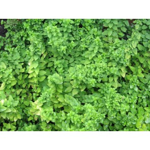 Sweet Marjoram 