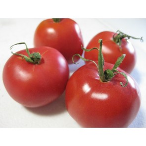 Tomato 'Bola Macizo' Plant (4" Pot, single)