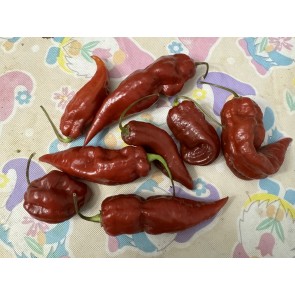 Hot Pepper 'Caramel Naganero Scorpion' Seeds (Certified Organic)