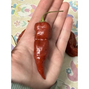 Hot Pepper 'Caramel Naganero Scorpion' Seeds (Certified Organic)