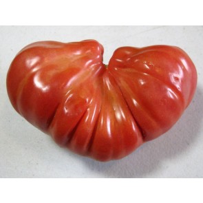Tomato 'Tlacolula Red' AKA 'Tlacolula Ribbed' 