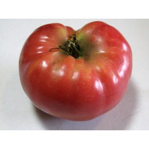 Tomato 'Tall Vine Brandywine' Seeds (Certified Organic)