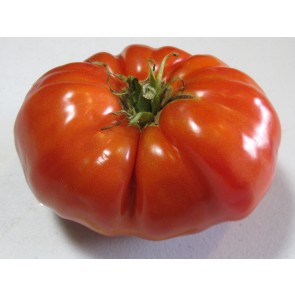 Tomato 'Red Brandywine, Regular Leaf' 