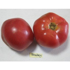 Tomato 'Bradley' Seeds (Certified Organic)