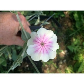 Rose Campion 'Angel's Blush' 