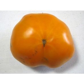 Tomato 'Golden Sunray' Seeds (Certified Organic)