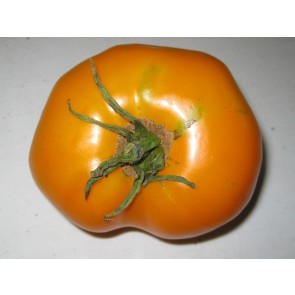 Tomato 'Golden Sunray' 