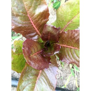 Romaine Lettuce 'Rogue D'Hiver' AKA ‘Cimmaron’ 