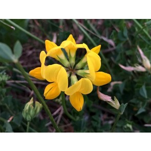 Bird's Foot Trefoil Seeds (Certified Organic)