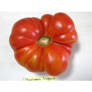 Tomato 'Northern Lights'
