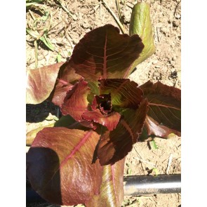 Romaine Lettuce 'Rogue D'Hiver' AKA ‘Cimmaron’ Seeds (Certified Organic)