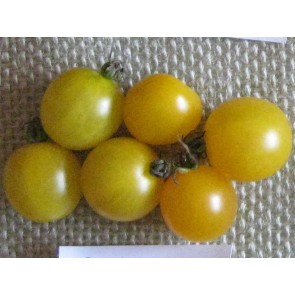 Tomato 'Small Gold Cherry' Seeds (Certified Organic)