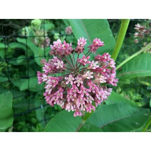 Common Milkweed