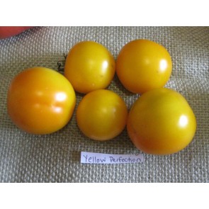 Tomato 'Yellow Perfection'