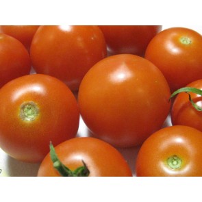 Tomato 'High Carotene' Seeds (Certified Organic)