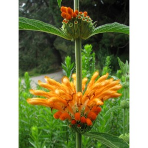 Lion's Ear AKA Klip Dagga Seeds (Certified Organic)