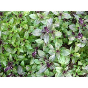 Basil 'Cinnamon' 