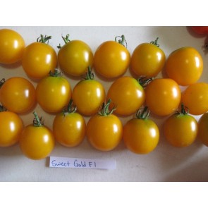 Tomato 'Sweet Gold F2' Seeds (Certified Organic)