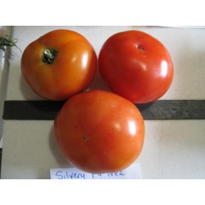 Tomato 'Silvery Fir Tree' Seeds (Certified Organic)