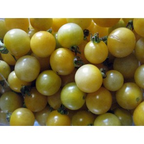 Tomato 'Coyote' Seeds (Certified Organic)