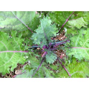 Kale 'Red Winter' Seeds (Certified Organic)