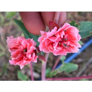 Mountain Garland 