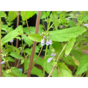 Virginia Skullcap AKA Mad-Dog Skullcap