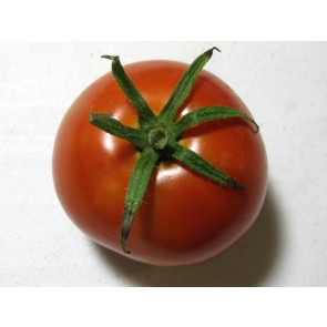 Tomato 'Legend'