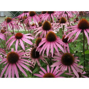 Purple Coneflower