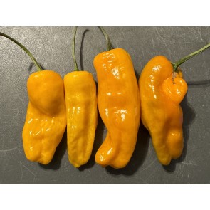 Hot Pepper 'Datil' Seeds (Certified Organic)