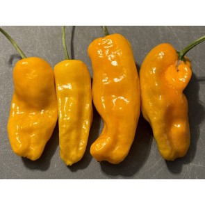 Hot Pepper 'Datil' Seeds (Certified Organic)