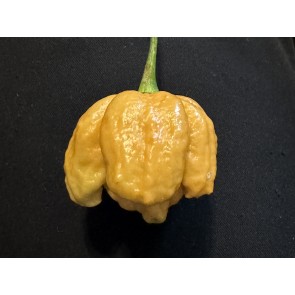 Hot Pepper ‘Golden Carolina Reaper' Seeds (Certified Organic)