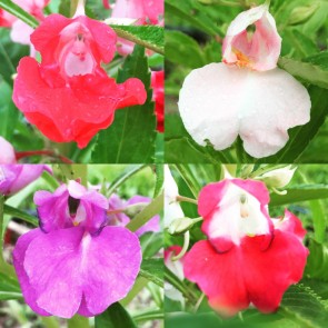 Balsam Impatiens Mix