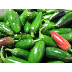 Hot Pepper 'Jalapeno' Seeds (Certified Organic)