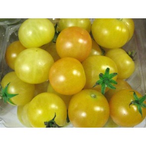 Tomato 'Gajo de Melon'