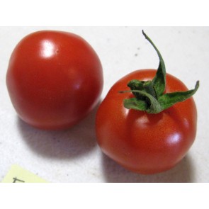 Tomato 'Fox Cherry' Seeds (Certified Organic)