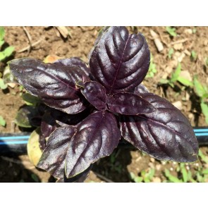 Basil 'Crimson King' 