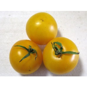 Tomato 'Czech's Excellent Yellow' Seeds (Certified Organic)