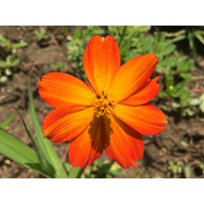 Cosmos 'Ladybird Scarlet' Seeds (Certified Organic)