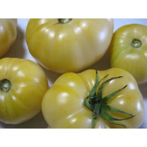 Tomato 'White Tomesol'