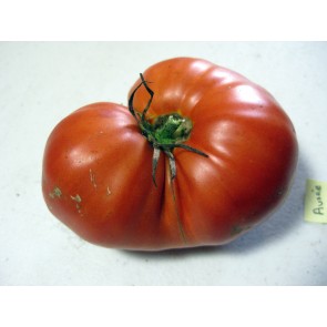 Tomato 'Aussie'