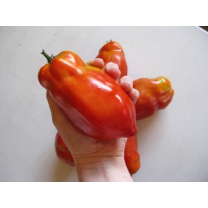 Tomato 'Jersey Giant'