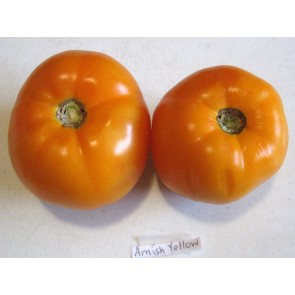 Tomato 'Amish Yellow' Seeds (Certified Organic)