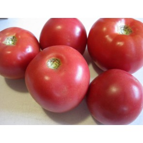 Tomato 'Arkansas Traveler' Seeds (Certified Organic)