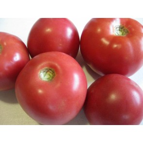 Tomato 'Arkansas Traveler' 