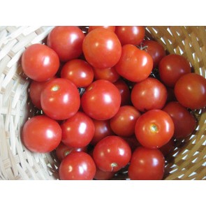 Tomato 'Fat Cherry'
